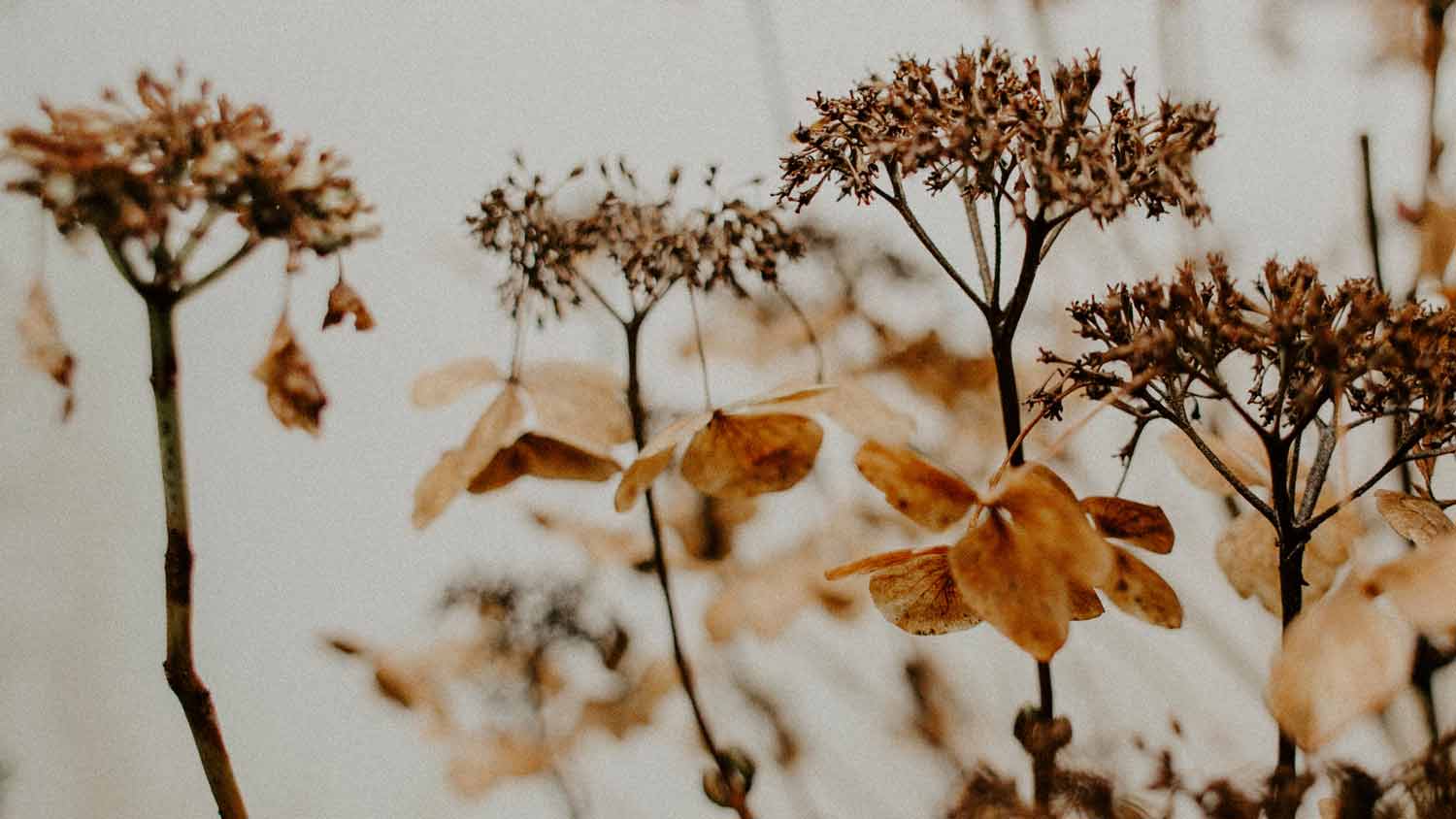 Isaiah 53:3-6 Devotional Header