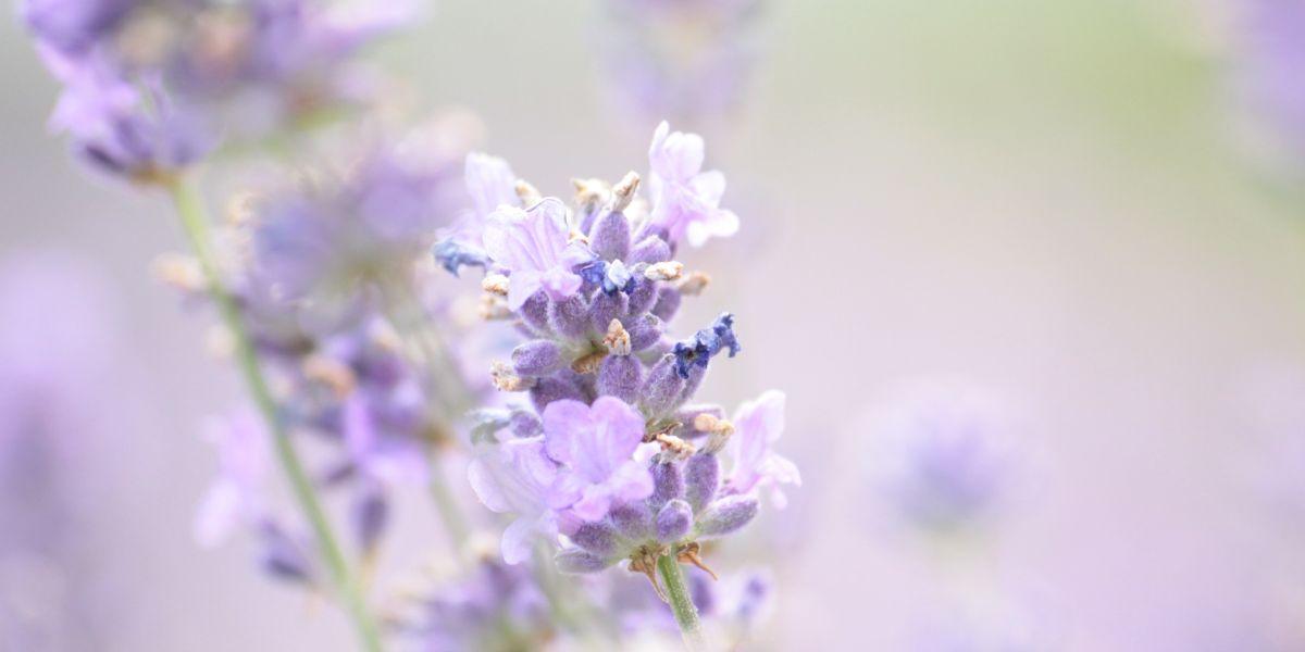 Finding joy in the mundane things of life