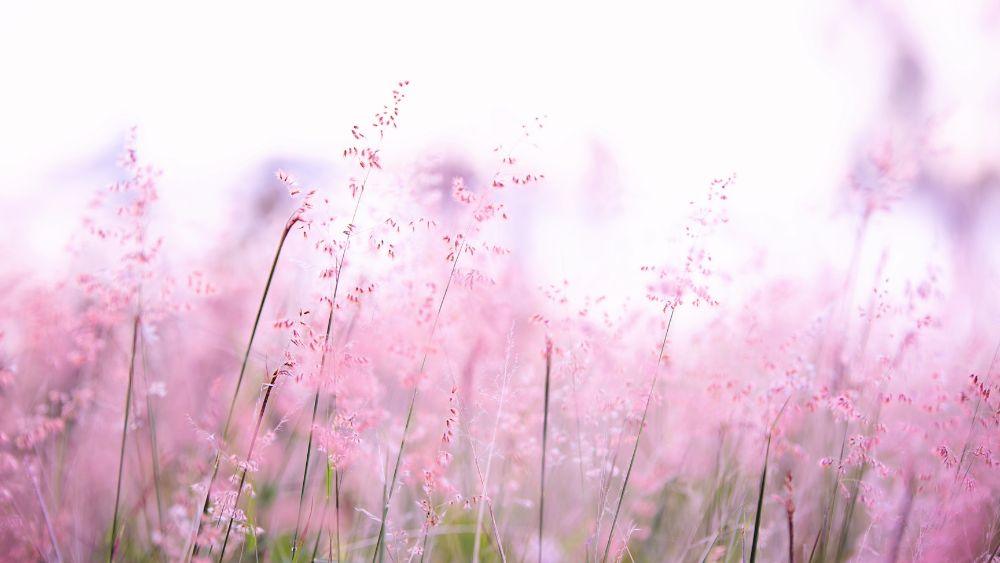Promises of God scriptures header