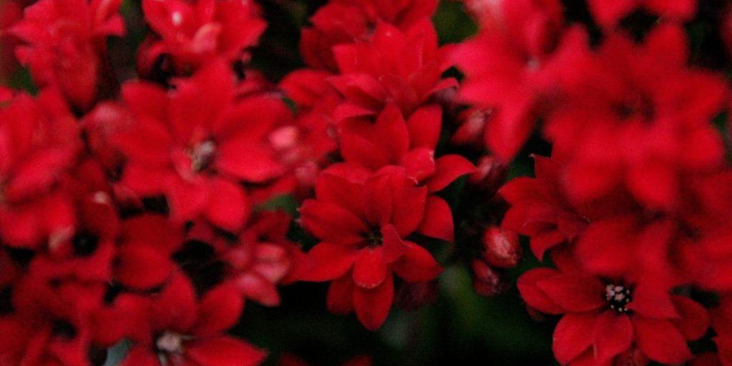 The woman with the issue of blood devotional