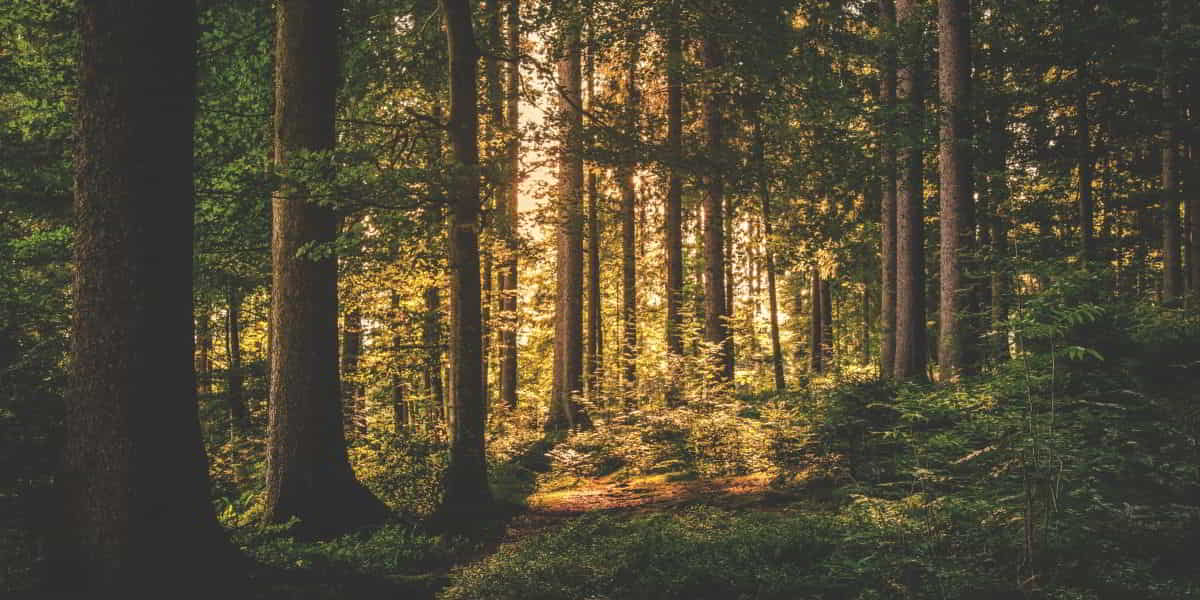 God will not forsake the righteous devotional