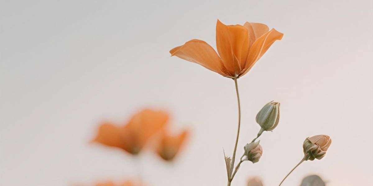 A Bible study about rest and renewal