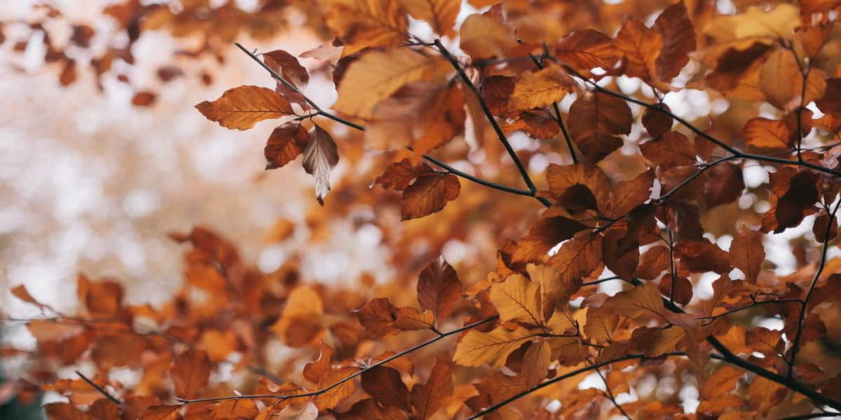 Gratitude challenge: Being thankful for God's Word