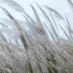 Gratitude challenge - Thanksgiving for God's protection