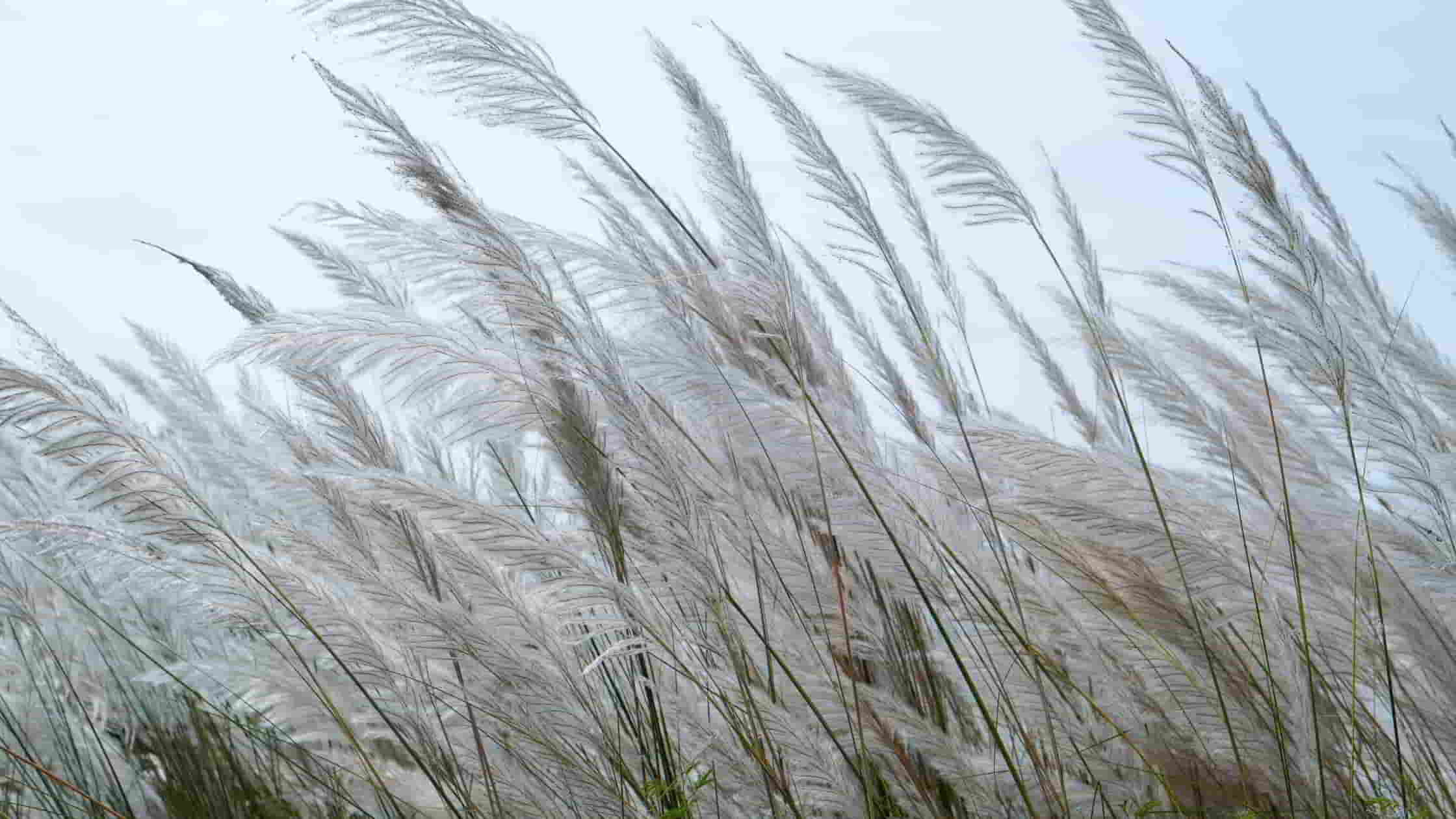 Gratitude challenge - Thanksgiving for God's protection