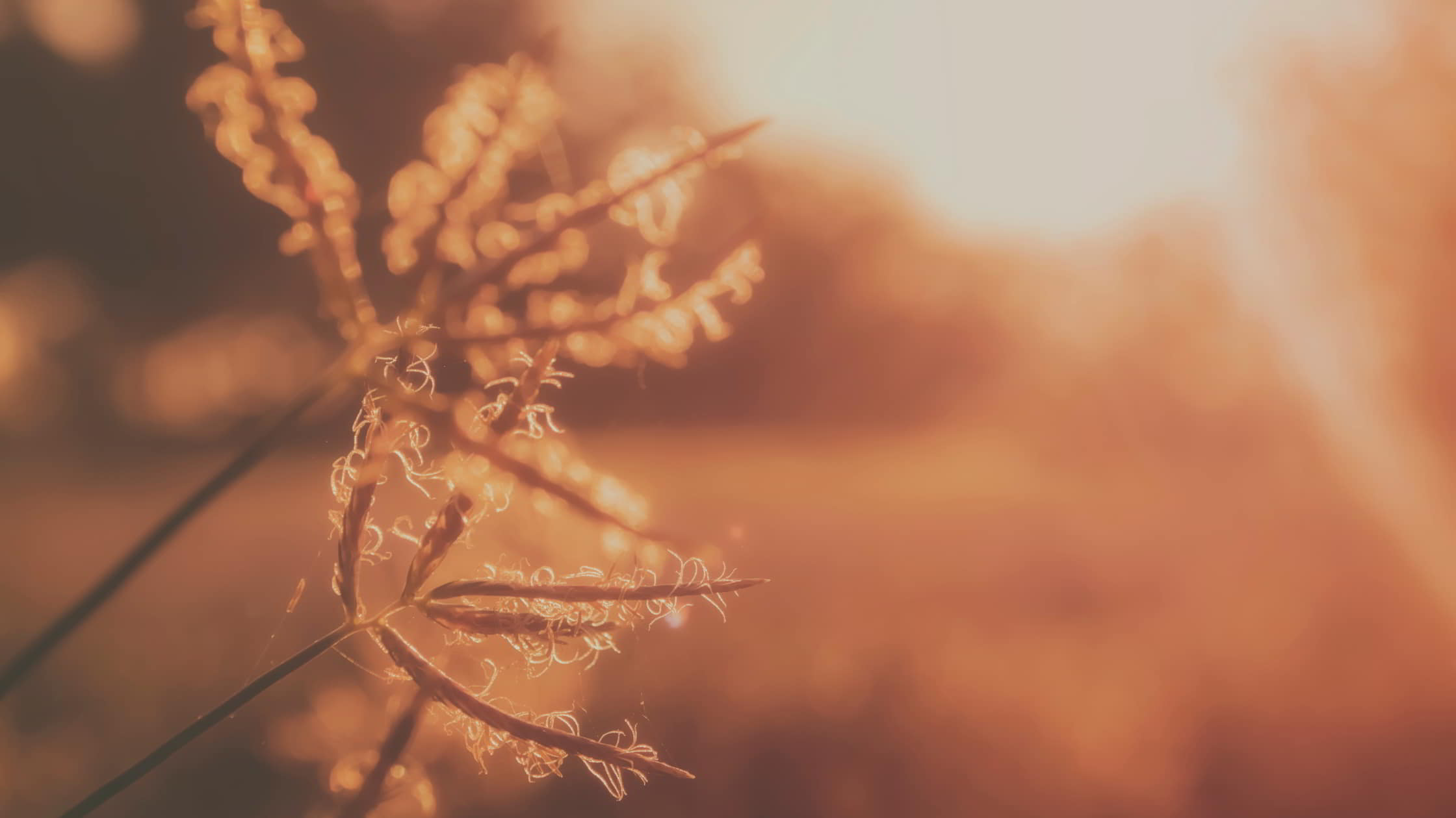 Gratitude challenge - Having hope for the future