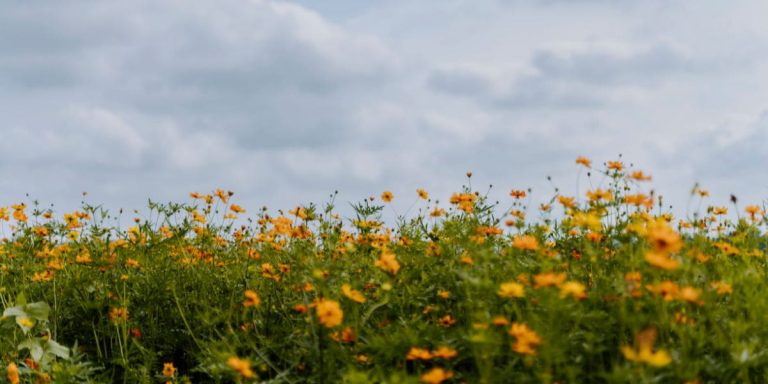 A collection of devotionals for when God feels distant, offering hope and encouragement for seasons of spiritual dryness and doubt.